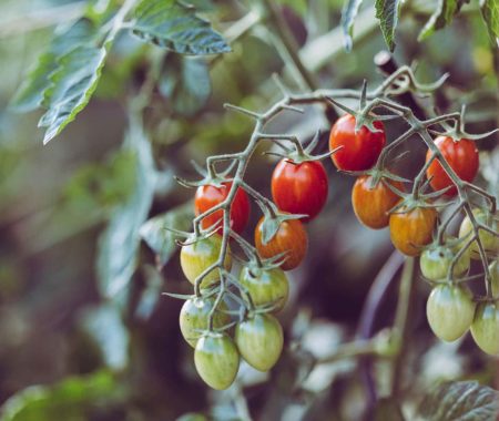 grape tomatoes on the vine