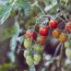 grape tomatoes on the vine