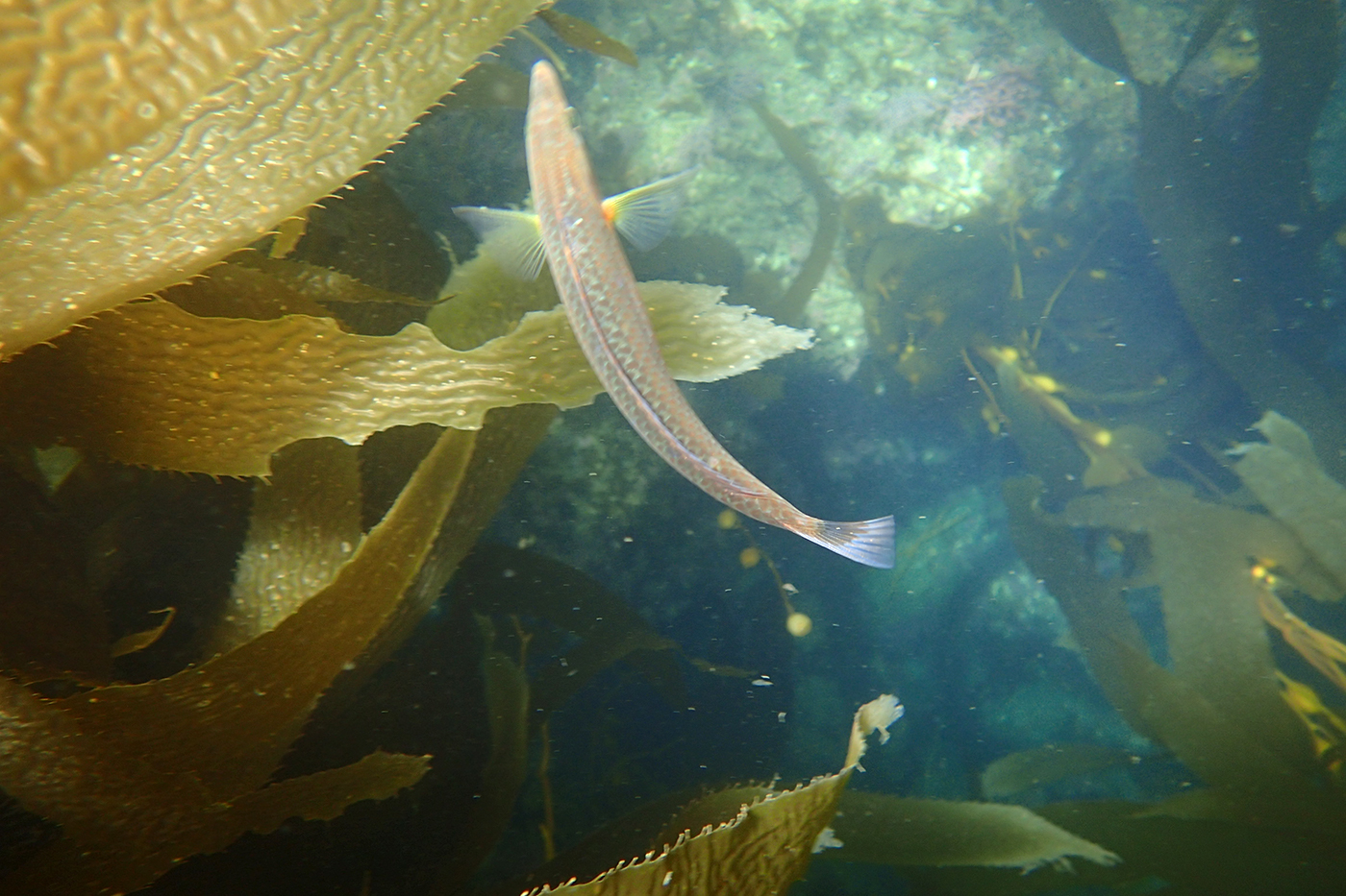 a fish swims though sunlit kelp at Santa Cruz Island off the Southern California Coast