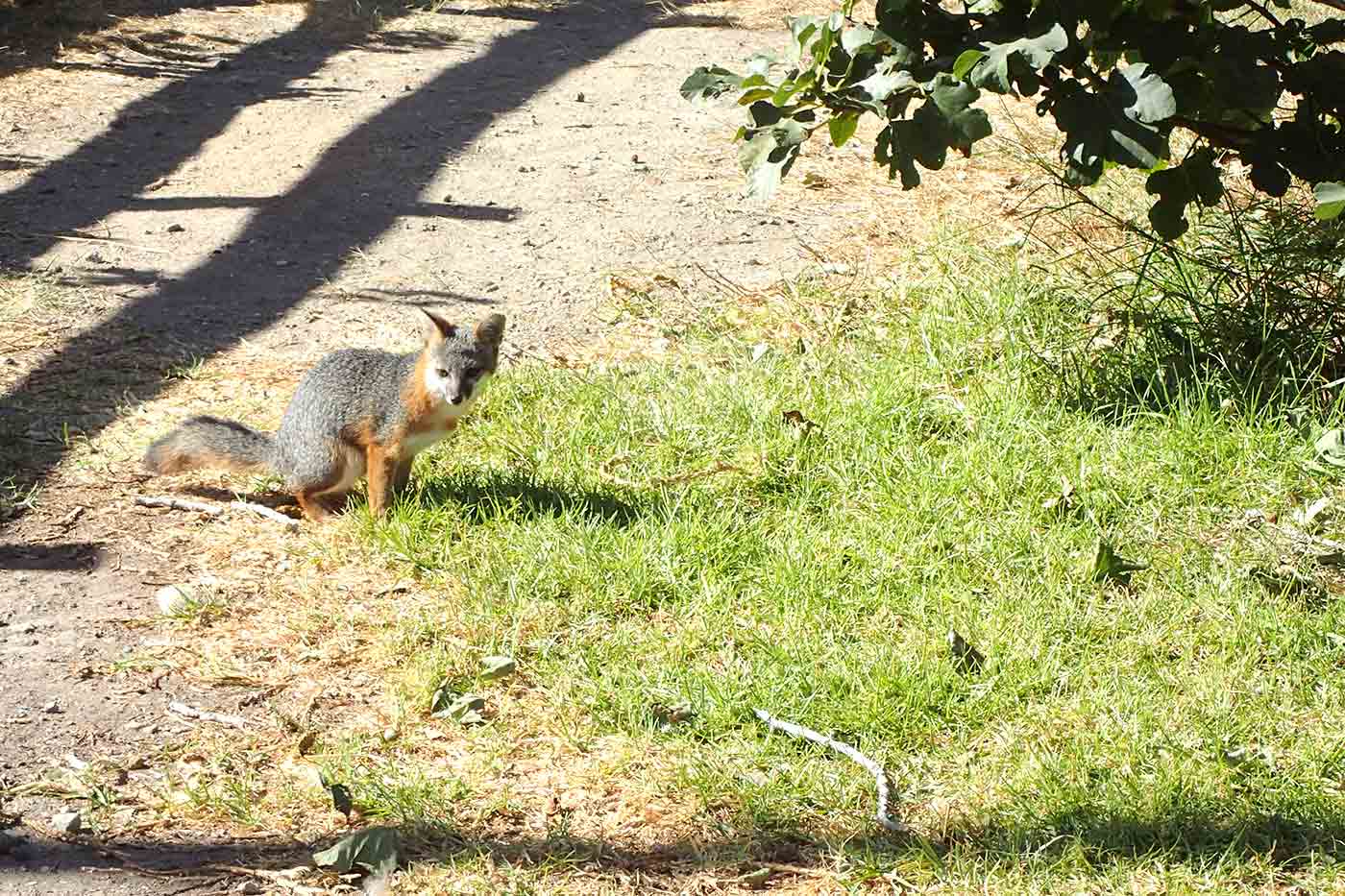 the Island fox on Santa Cruz Island near Scorpion Anchorage