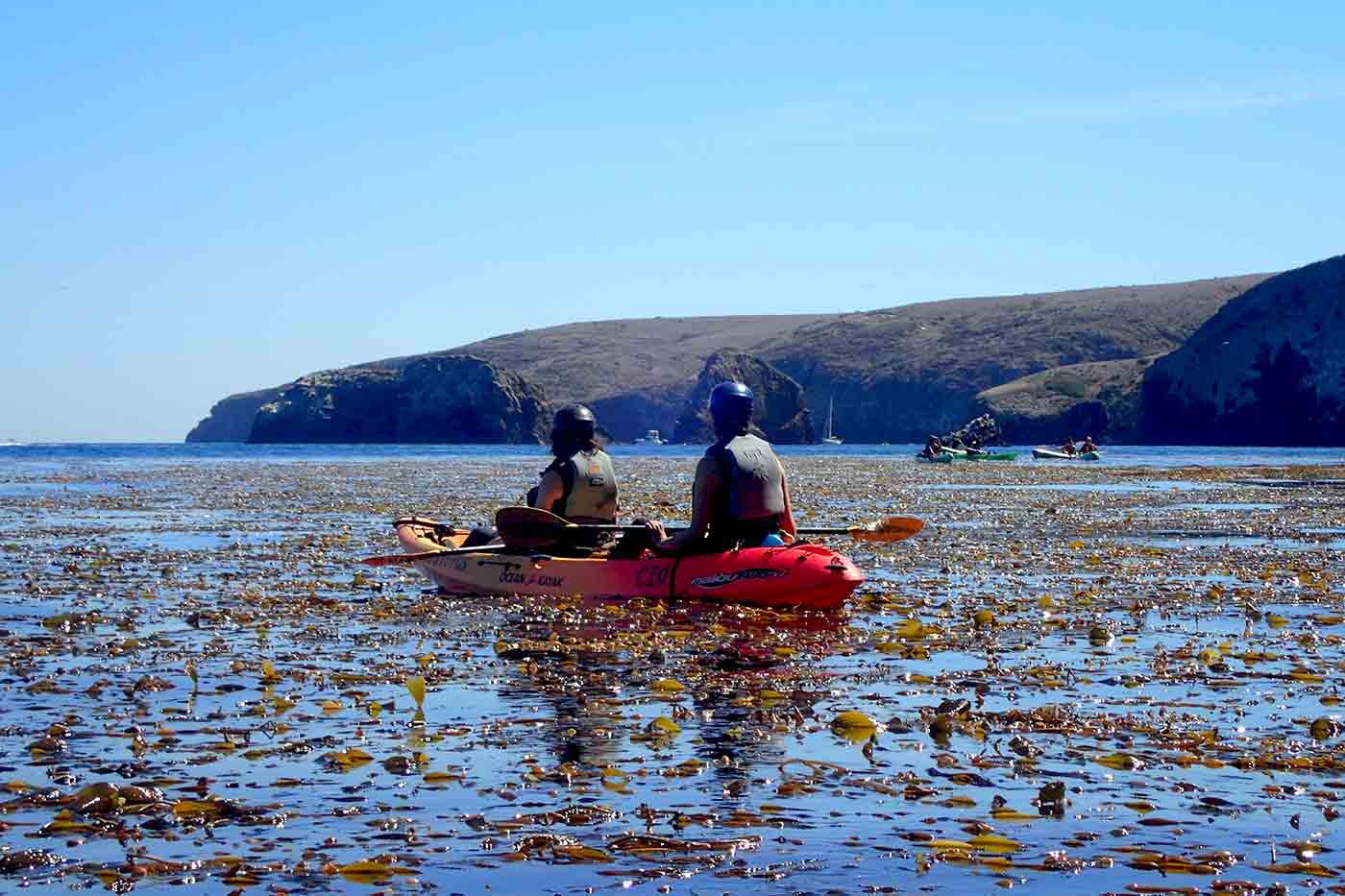 kayaking over a giant kelp forest on a sunny afternoon at Santa Cruz Island