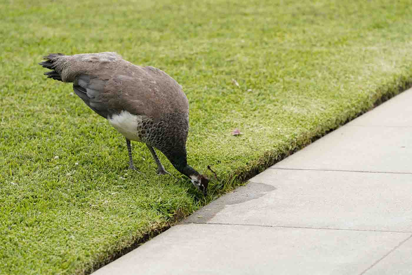 peacock drinking from a sprinkler