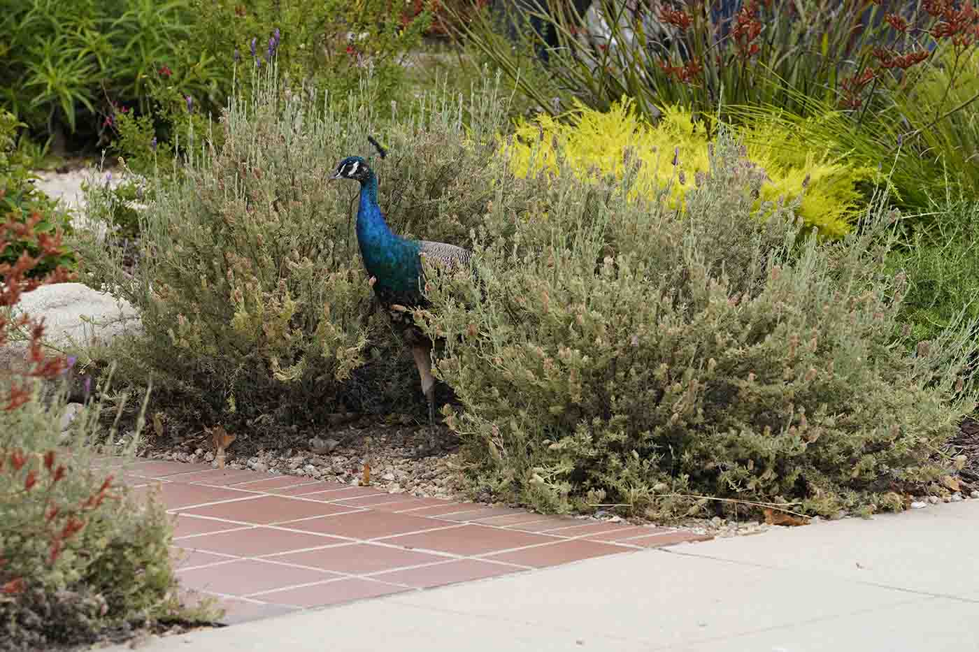 peacock hiding in bushes