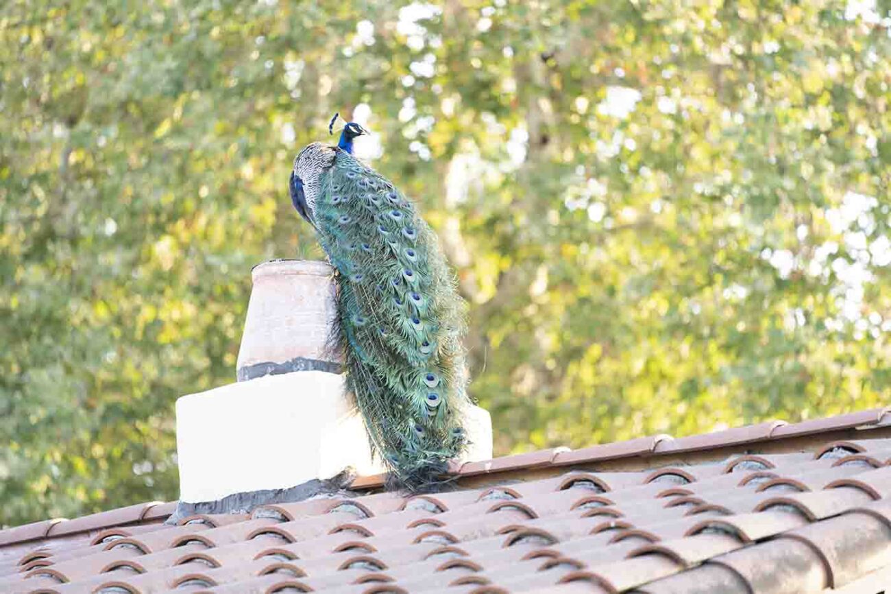 peacock on a roof in Pasadena