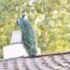 peacock on a roof in Pasadena