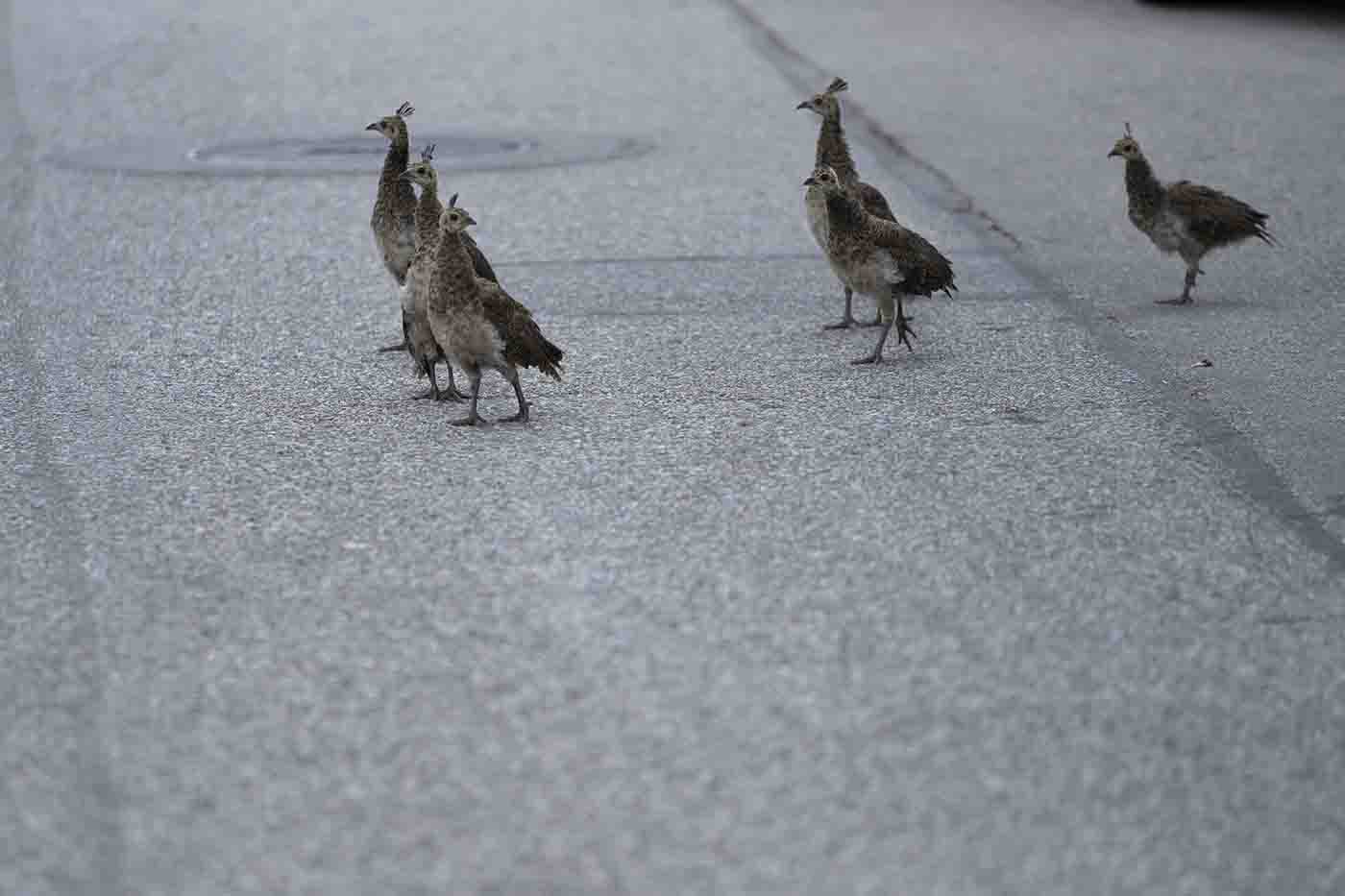 peafowl chicks