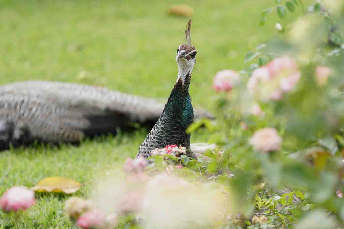 peahen in Pasadena