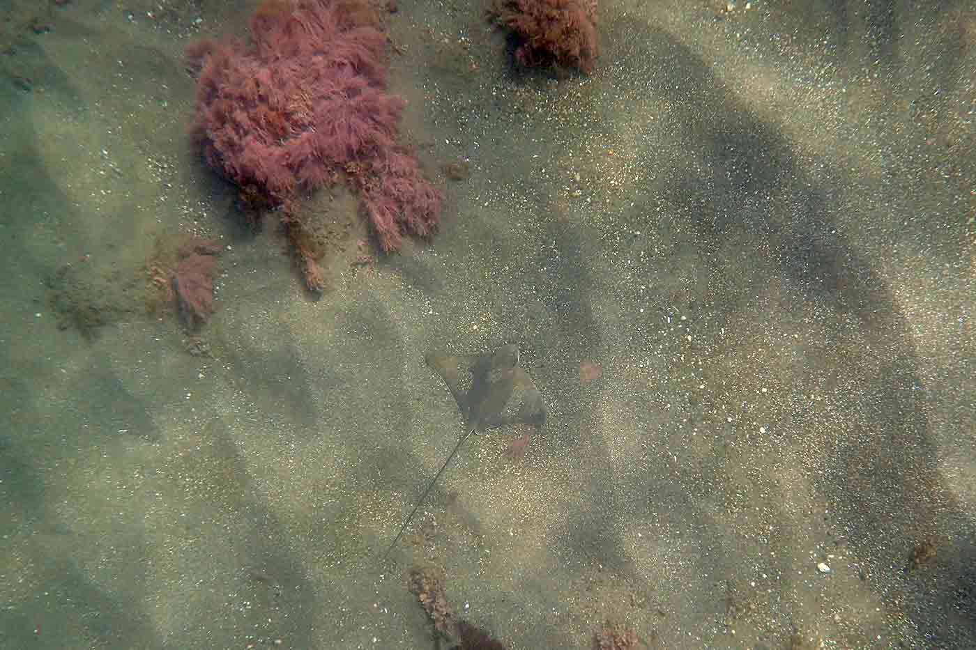 sting ray at the bottom of shallow water off of Santa Cruz Island in California