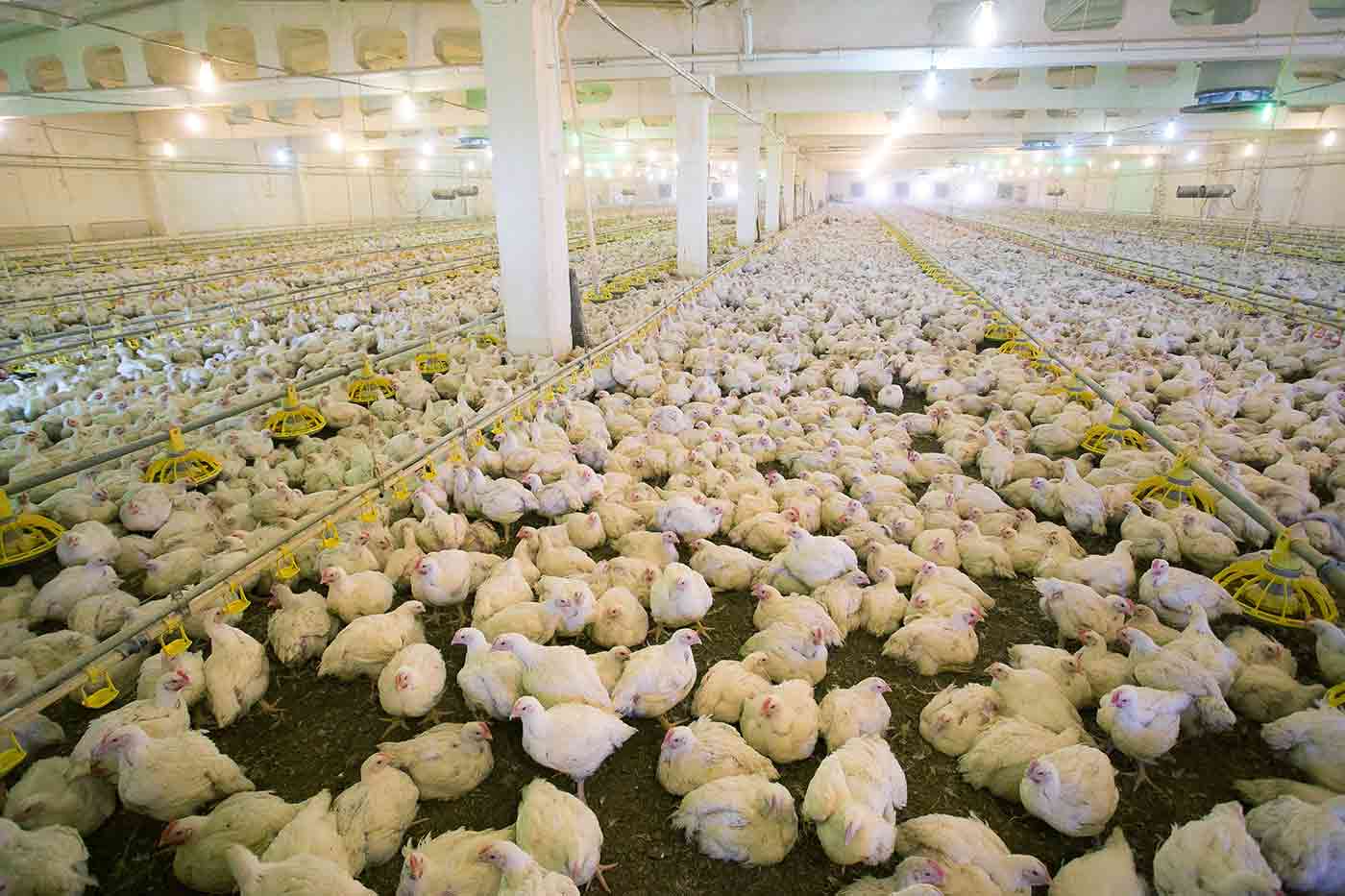 factory farm chicken