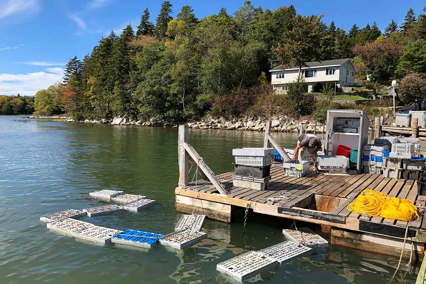 lobster fishing Millers Lobster Company