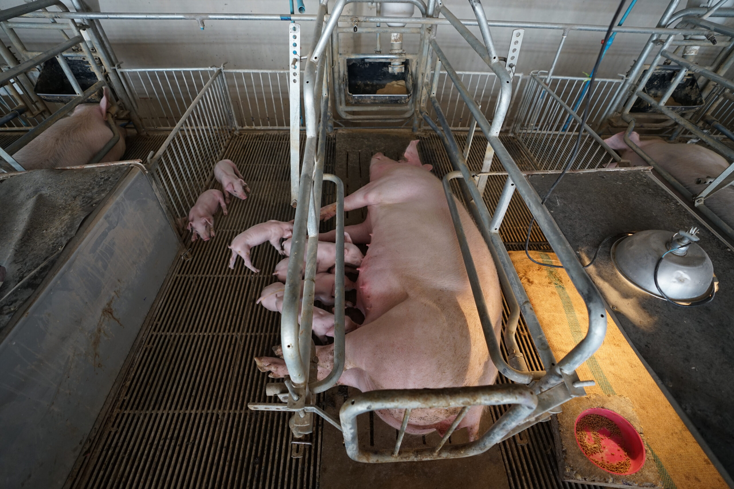 mother pig confined and unable to move in a factory farm