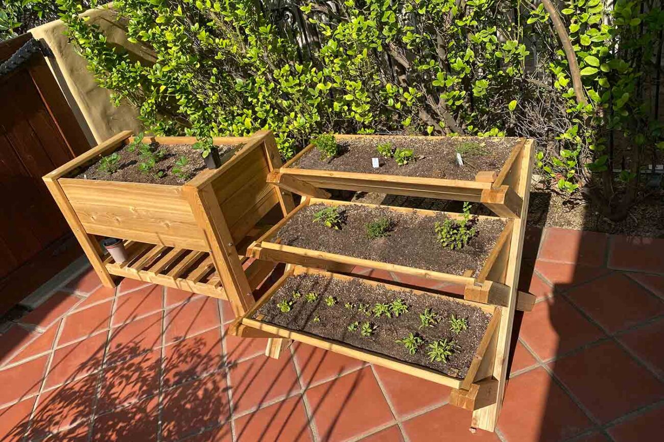 seedling herb and strawberry plants in a wooden planter