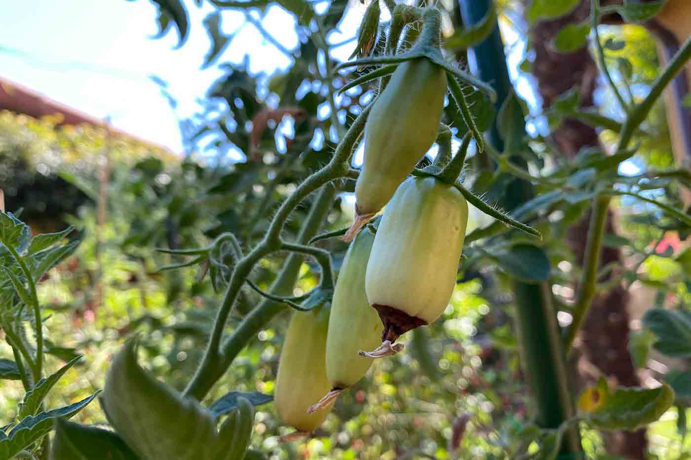 San Marzano tomatoes with end rot