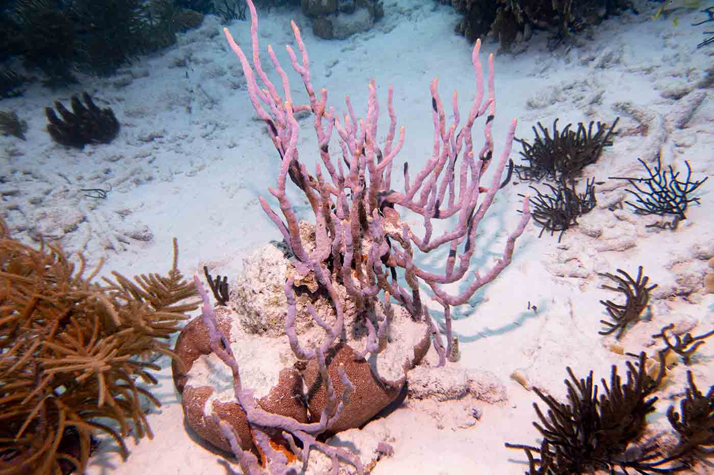 Bonaire Island dive