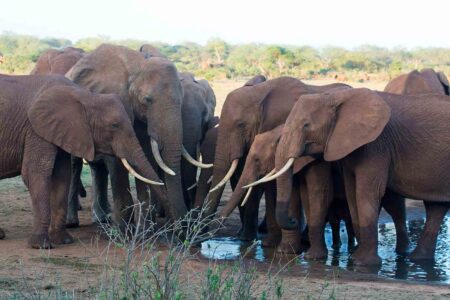 Elephants in Kenya by Bill Clark