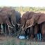 Elephants in Kenya by Bill Clark