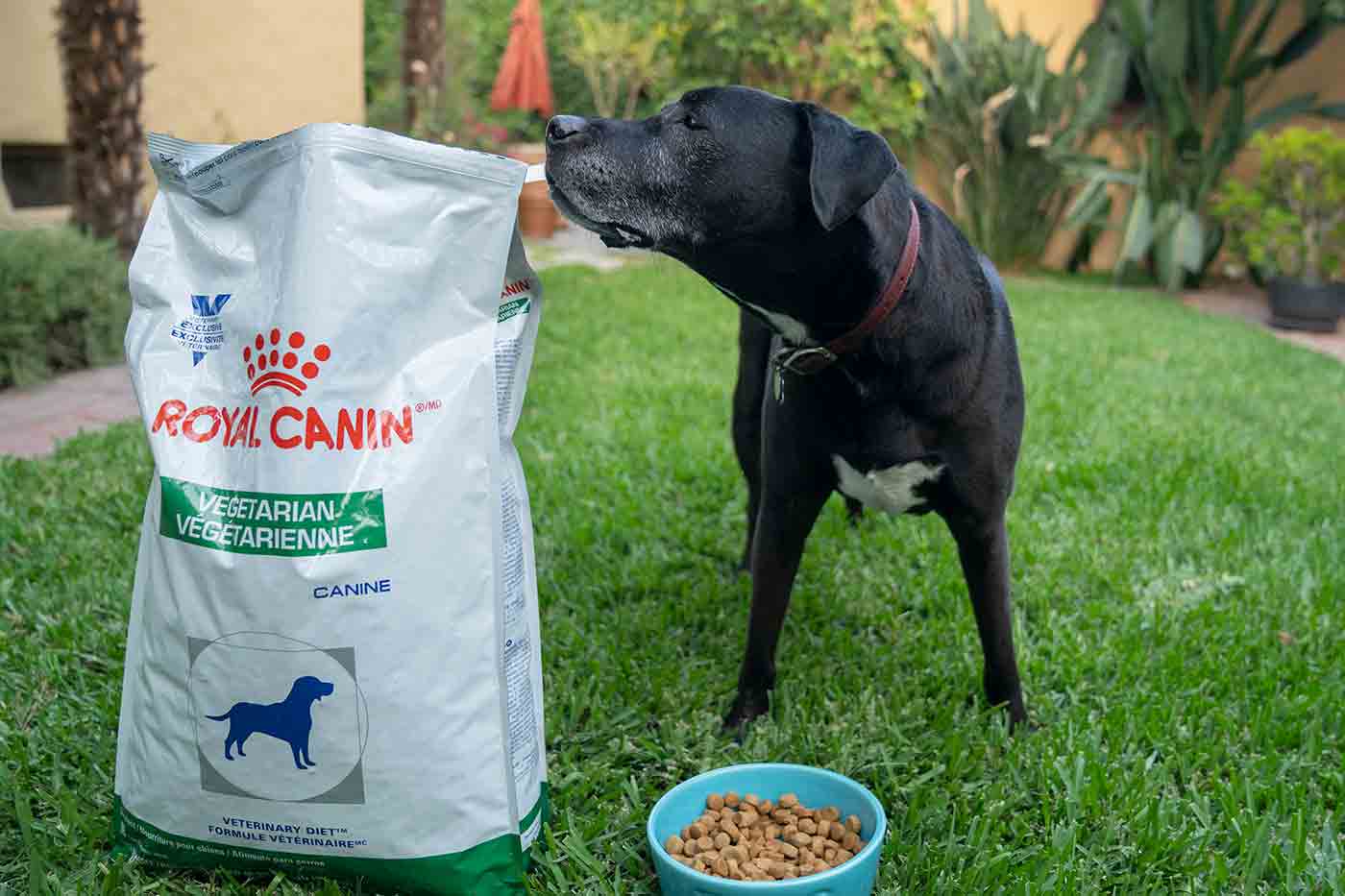 Enzo sniffing Royal Canan vegetarian dog food