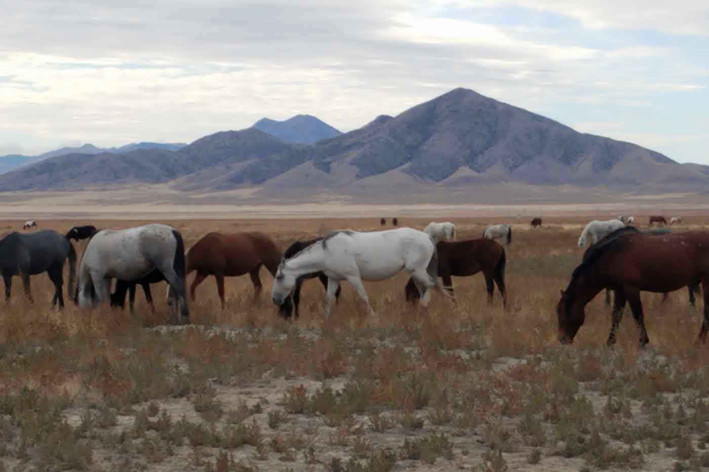 Joanna-Grossman-wild-horse-photo-of-Onaqui-herd-in-Utah-from Animal Welfare Institute