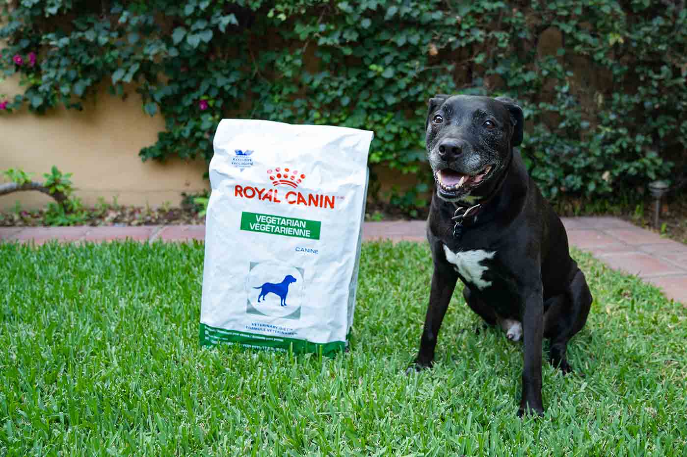 Enzo sitting with Royal Canan vegetarian dog food