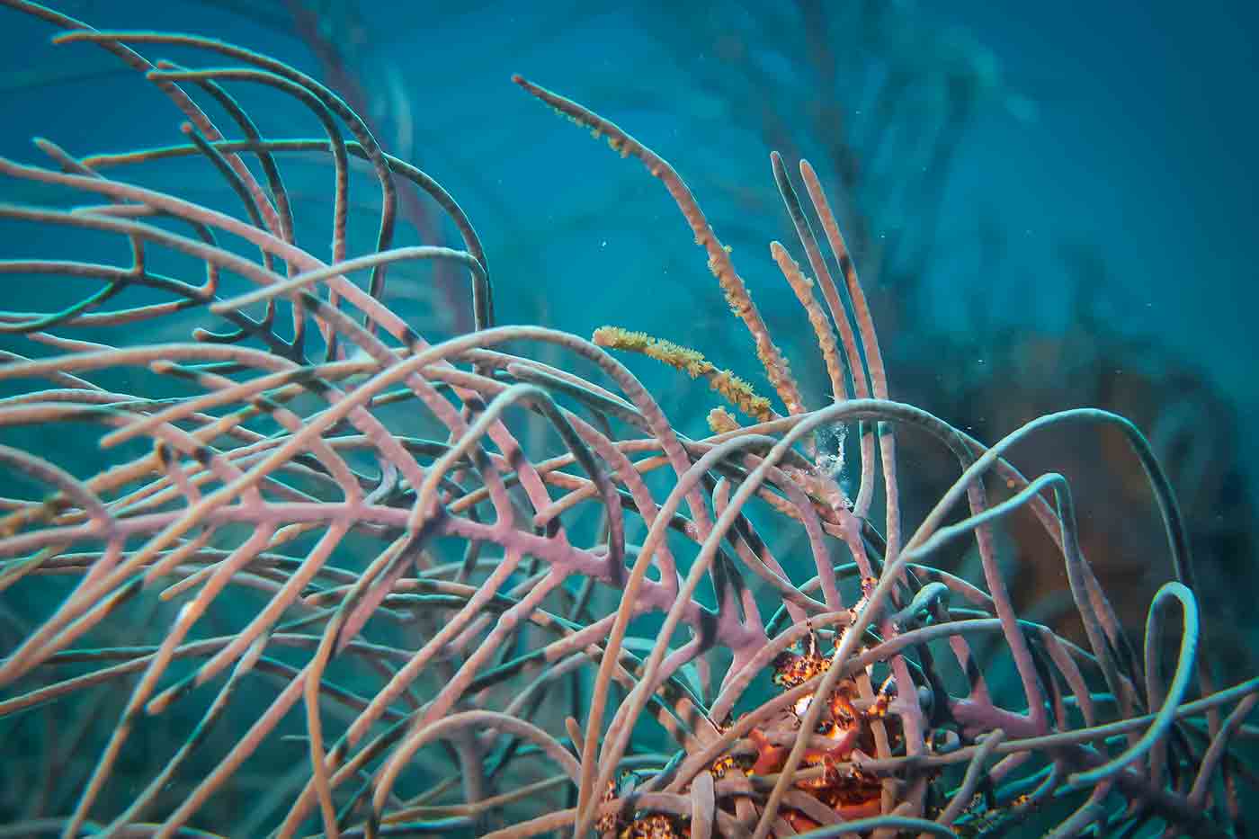 Bonaire Island underwater sealife