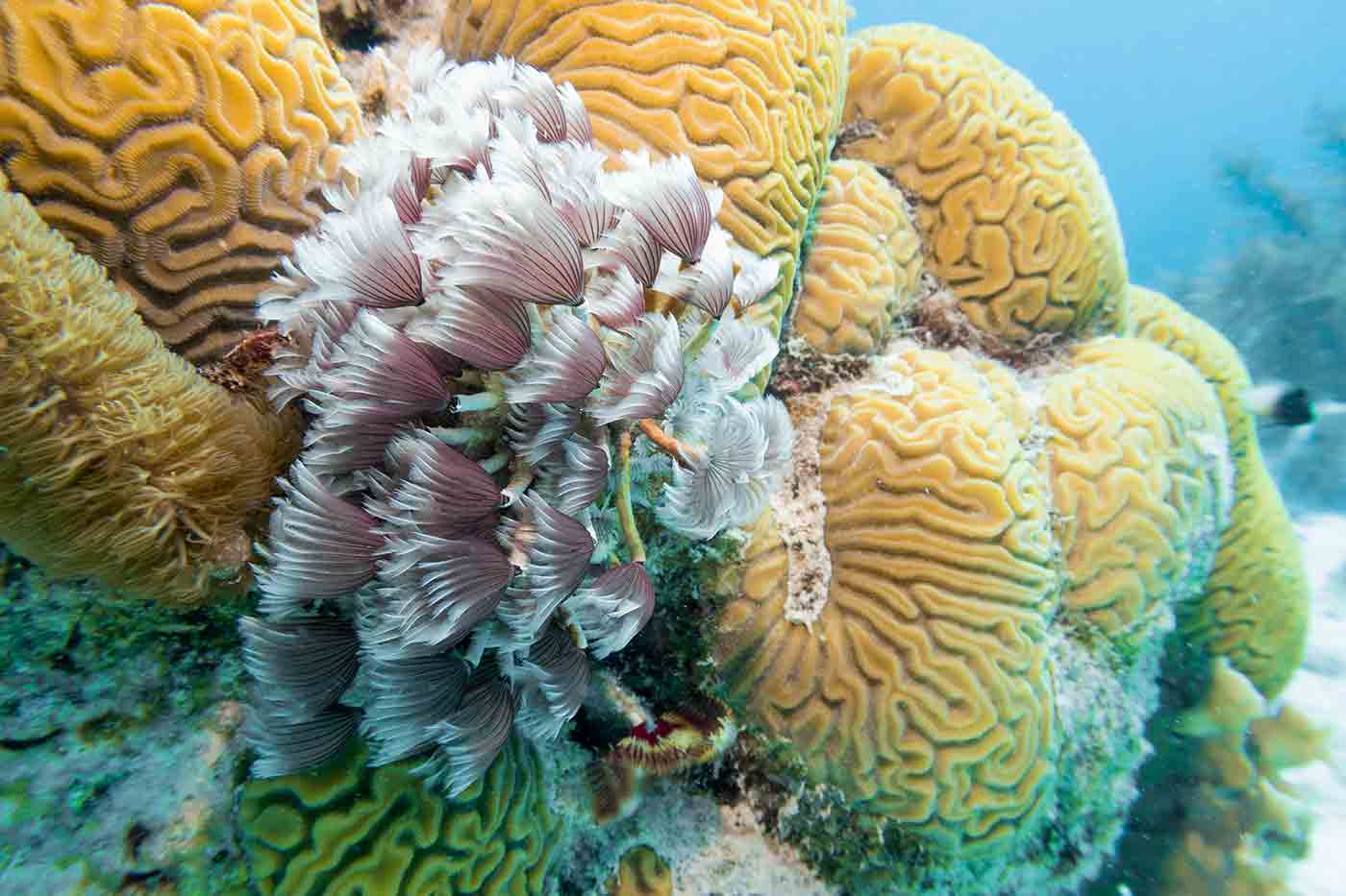 brain coral Bonaire Island