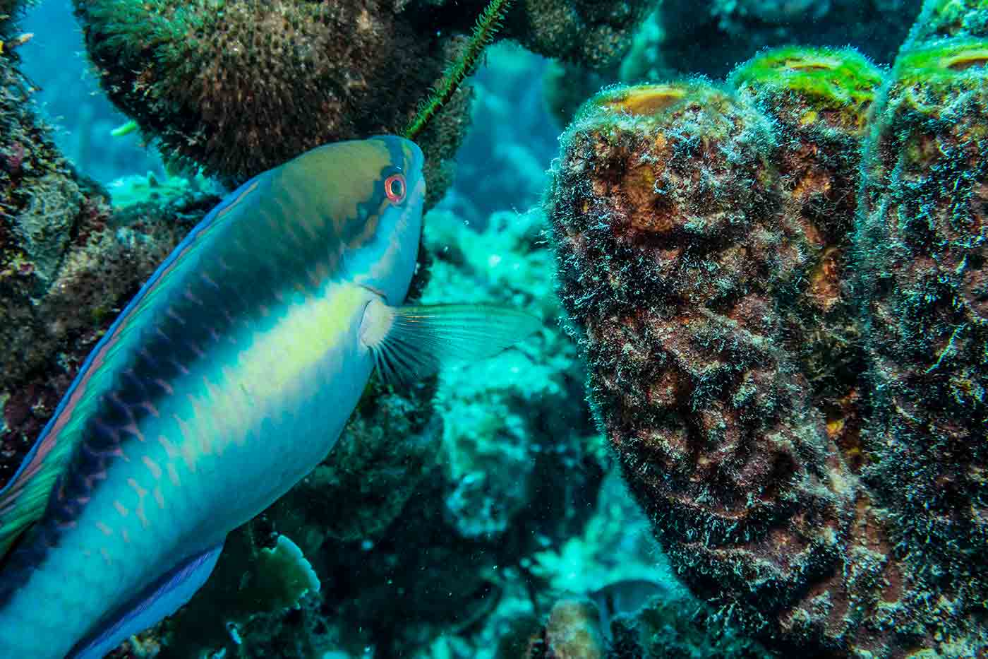 fish Bonaire Island