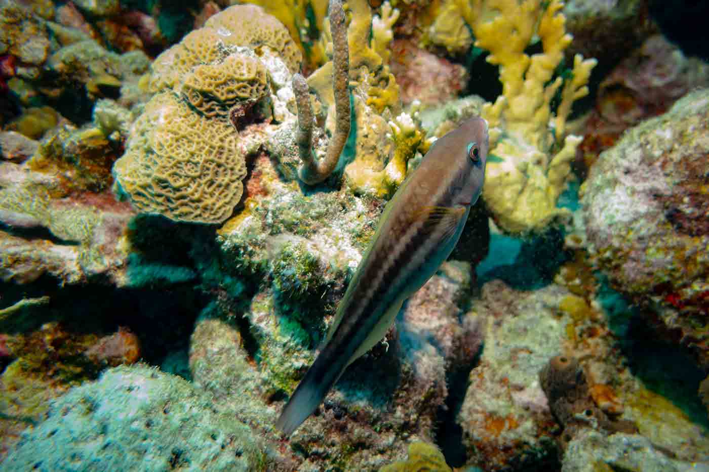 fish Bonaire scuba diving