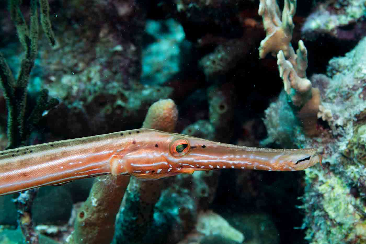 trumpet fish Bonaire Island scuba diving