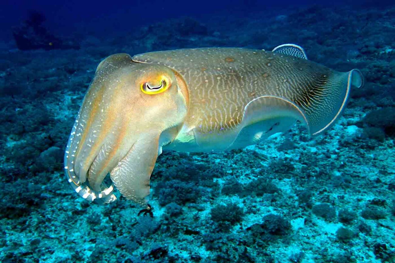 cuttlefish swimming in the sea