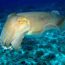 cuttlefish swimming in the sea