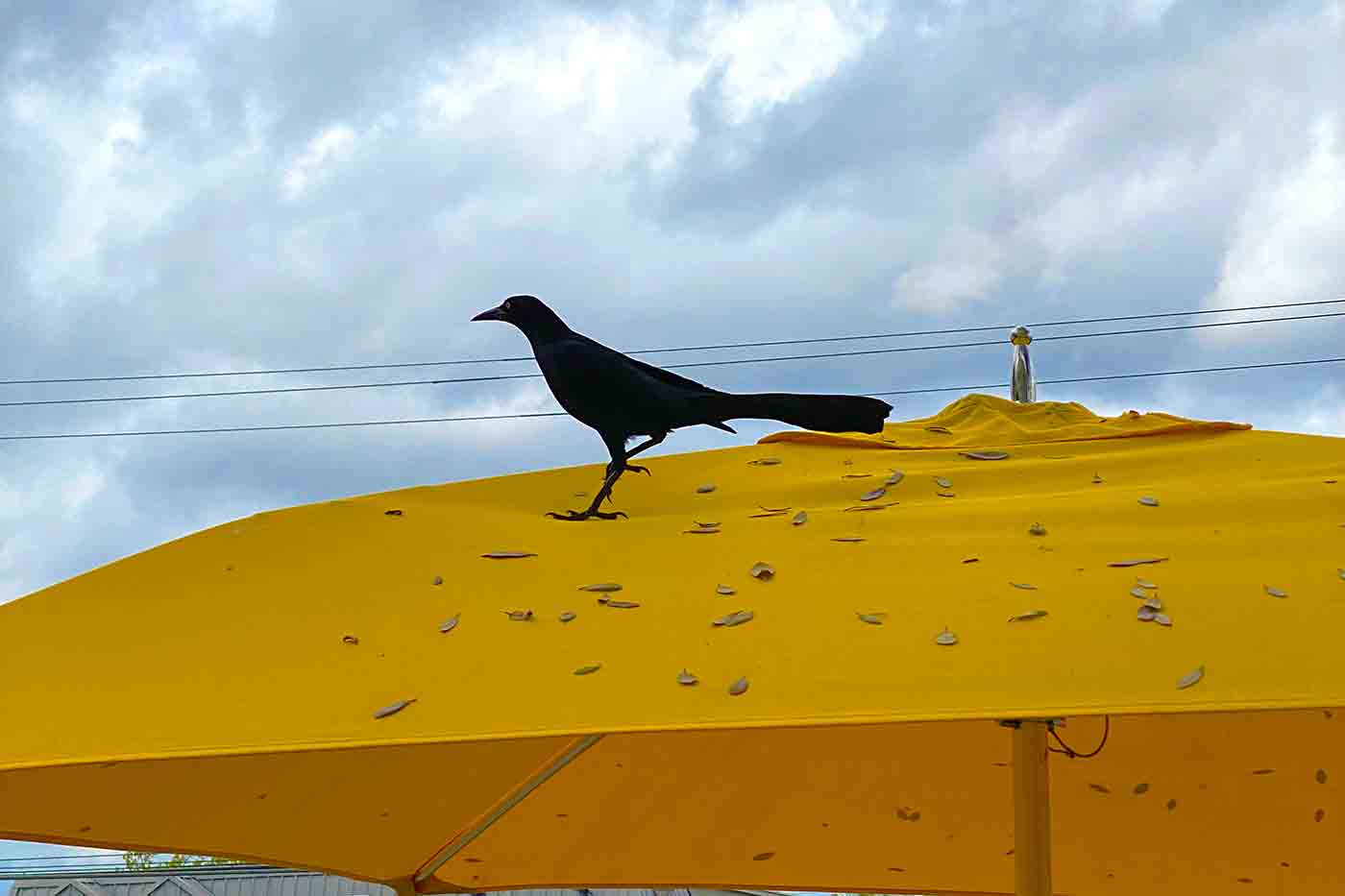 grackle perched on an umbrella at Tacodeli