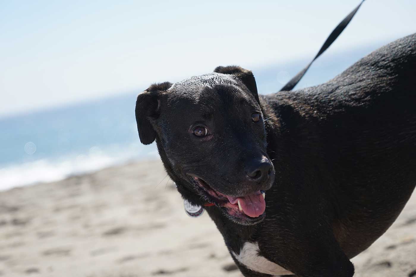 Enzo the pitbull at the beach communicates with his human family with looks and other means