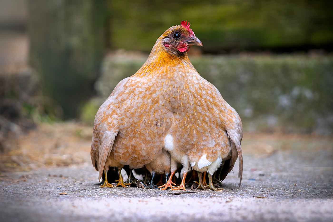 mother hen hiding her chicks under her wings so that only their feet show