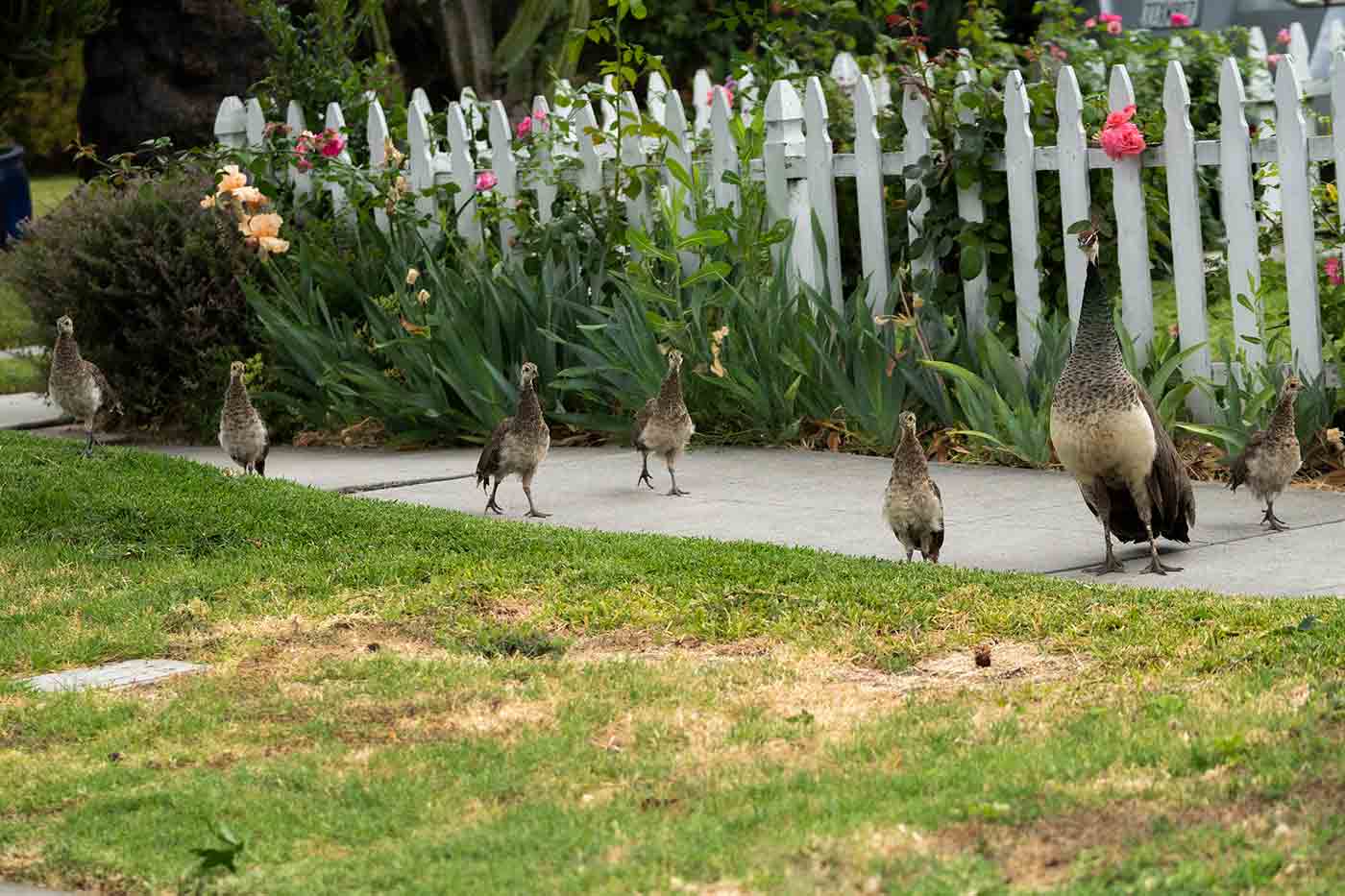 peahen with chicks on a sidewalk in Southern California uses animal smarts to collaborate with other birds to protect her young