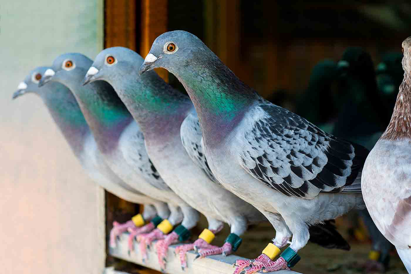 row of four pigeons with banded ankles