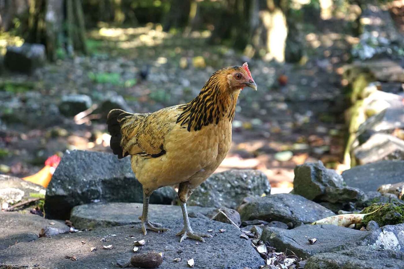 chickens like this wild chicken on the island of Moorea share animal intelligence with other species