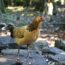 chickens like this wild chicken on the island of Moorea share animal intelligence with other species