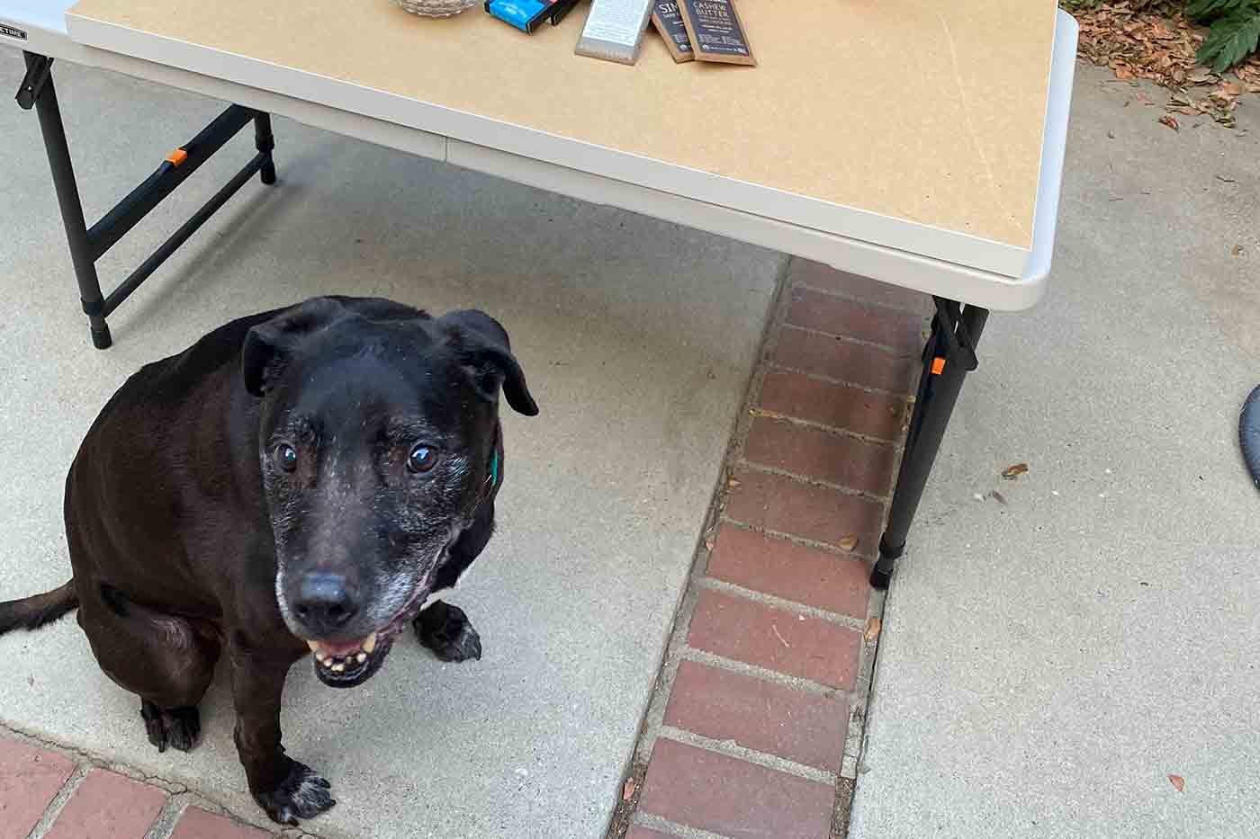 Enzo the pit bull loves sweets and standing in front of a table of s'mores ingredients